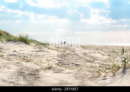 Spiaggia infinita nella regione Fish Land, Darss, la parte nord-orientale della Germania, nello stato federale Meclemburgo-Pomerania anteriore. Uno dei più belli Foto Stock