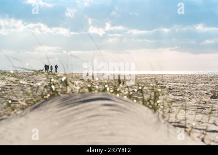 Spiaggia infinita nella regione Fish Land, Darss, la parte nord-orientale della Germania, nello stato federale Meclemburgo-Pomerania anteriore. Uno dei più belli Foto Stock