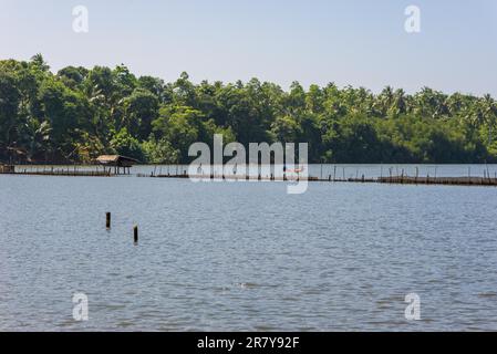 Laguna costiera chiamata lago Hikkaduwa nel nord-est della città. Pescatore con canoa Outrigger sono pesca sul lago. Allevamento di gamberetti, pesca Foto Stock