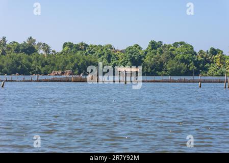 Laguna costiera chiamata lago Hikkaduwa nel nord-est della città. Con le sue lucertole monitor e numerosi uccelli, è un'escursione molto piacevole lontano Foto Stock