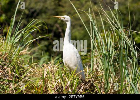 La grande egretta orientale ha un'ampia distribuzione in tutta l'Asia e l'Oceania, con popolazioni riproduttrici nello Sri Lanka. Questo esemplare vive in collina Foto Stock