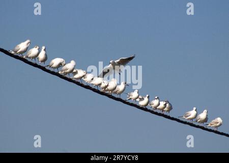 stormo di gabbiani appollaiati sui fili con il cielo blu sullo sfondo Foto Stock