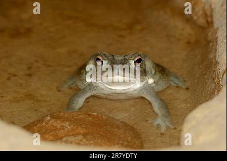 Toad del fiume Colorado (Bufo alvario), Toad del deserto di sonora Foto Stock