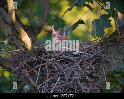 Giovani corvi con cappuccio (corvus cornix), con becco aperto in attesa di essere nutriti. Friedenau, Berlino, Germania Foto Stock