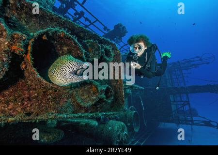 Subacqueo guardando da vicino a morena gigante anguilla (Gymnothorax javanicus) in relitto sommerso naufragio KT Mawar al largo della costa nord di Mauritius vicino Foto Stock