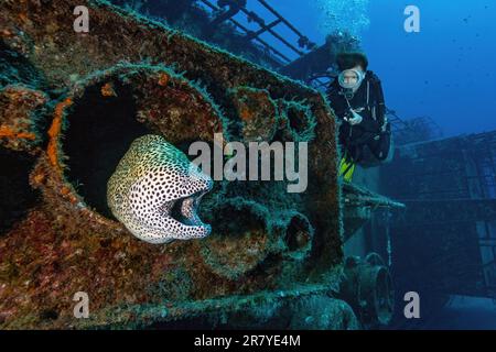 Tuffatore che guarda la morena gigante anguilla (Gymnothorax javanicus) in relitto sommerso naufragio KT Mawar al largo della costa nord di Mauritius vicino Grand Foto Stock