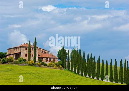 Val d'Orcia, Val d'Orcia, azienda agricola con cipressi, campi e casali, paesaggio toscano, Patrimonio dell'umanità dell'UNESCO, Pienza, Provincia di Siena Foto Stock