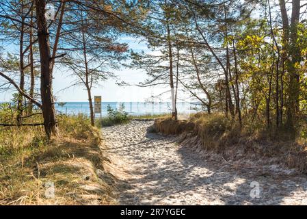 Dune di transizione alla spiaggia di Prora presso la località balneare di Binz sull'isola di Rugia o in tedesco, Ruegen Foto Stock