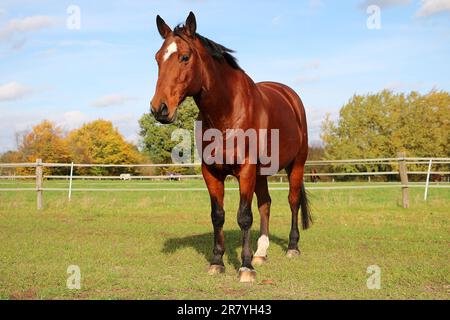 Un maestoso cavallo bianco è in piedi in un lussureggiante prato verde, guardando direttamente la macchina fotografica con un'espressione dolce e curiosa Foto Stock