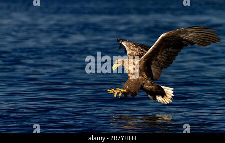 Aquila di mare. Aquila dalla coda bianca. Seeadler Foto Stock