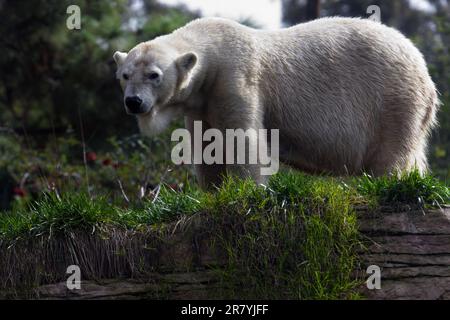 Un maestoso orso polare poggia su un grande sperone roccioso nel suo habitat naturale Foto Stock