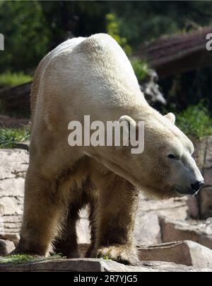 Un maestoso orso polare poggia su un grande sperone roccioso nel suo habitat naturale Foto Stock