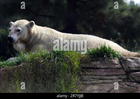 Un maestoso orso polare poggia su un grande sperone roccioso nel suo habitat naturale Foto Stock