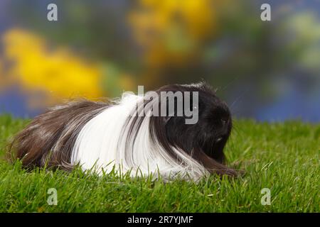 Sheltie porcellino d'India, bianco e nero Foto Stock