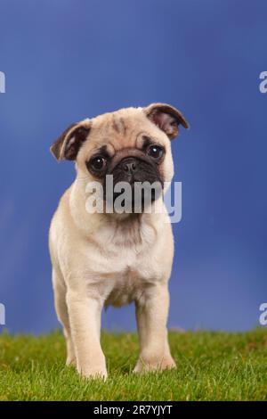 Pug, cucciolo, 12 settimane Foto Stock