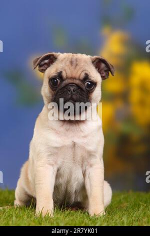 Pug, cucciolo, 12 settimane Foto Stock