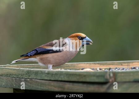 Un bello, maschio Hawfinch (Coccothraustes coccothraustes) su una tavola di uccello che mangia i semi. Foto Stock