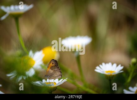 Bulgaria 18 giugno 2023: Hotspot Europes con 216 specie di farfalla che hanno definitivamente registrato in Bulgaria si classifica come uno dei hotspot farfalla d'Europa. :Clifford Norton Alamy Foto Stock