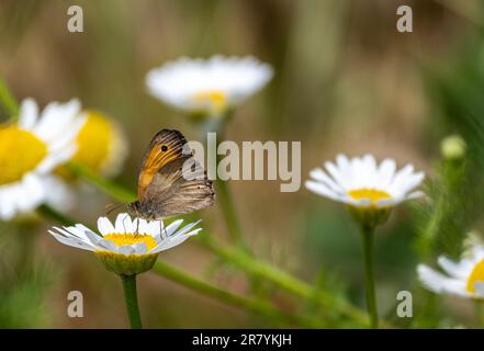 Bulgaria 18 giugno 2023: Hotspot Europes con 216 specie di farfalla che hanno definitivamente registrato in Bulgaria si classifica come uno dei hotspot farfalla d'Europa. :Clifford Norton Alamy Foto Stock