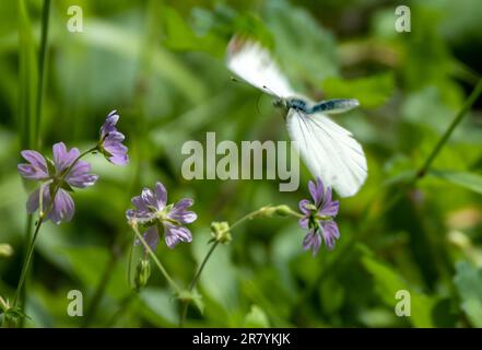 Bulgaria 18 giugno 2023: Hotspot Europes con 216 specie di farfalla che hanno definitivamente registrato in Bulgaria si classifica come uno dei hotspot farfalla d'Europa. :Clifford Norton Alamy Foto Stock