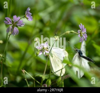 Bulgaria 18 giugno 2023: Hotspot Europes con 216 specie di farfalla che hanno definitivamente registrato in Bulgaria si classifica come uno dei hotspot farfalla d'Europa. :Clifford Norton Alamy Foto Stock