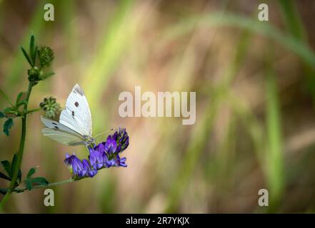 Bulgaria 18 giugno 2023: Hotspot Europes con 216 specie di farfalla che hanno definitivamente registrato in Bulgaria si classifica come uno dei hotspot farfalla d'Europa. :Clifford Norton Alamy Foto Stock