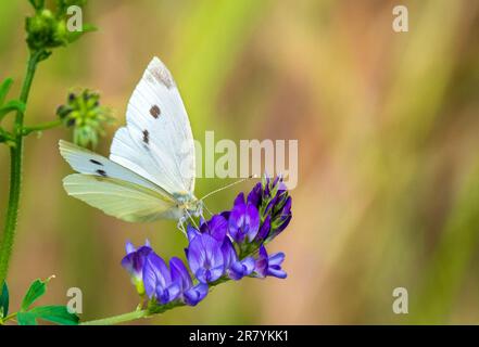 Bulgaria 18 giugno 2023: Hotspot Europes con 216 specie di farfalla che hanno definitivamente registrato in Bulgaria si classifica come uno dei hotspot farfalla d'Europa. :Clifford Norton Alamy Foto Stock