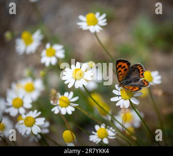 Bulgaria 18 giugno 2023: Hotspot Europes con 216 specie di farfalla che hanno definitivamente registrato in Bulgaria si classifica come uno dei hotspot farfalla d'Europa. :Clifford Norton Alamy Foto Stock