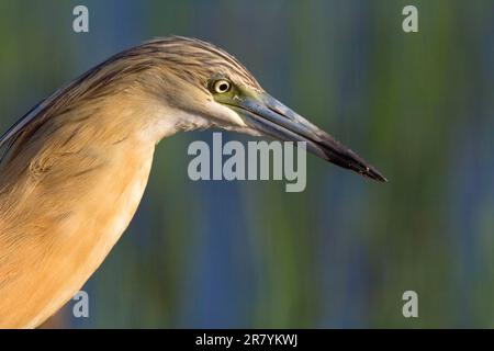 Heron di Squacco (Ardeola ralloides), Kerkini, Heron, laterale, Grecia Foto Stock