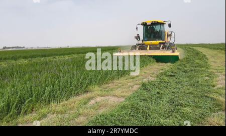 Chongqing. 18th giugno, 2023. Questa foto scattata il 23 maggio 2023 mostra una macchina agricola per la raccolta in una base di 'sesert soilization' nella prefettura di Hotan, nella regione autonoma di Xinjiang Uygur, nel nord-ovest della Cina. PER ANDARE CON 'attraverso la Cina: L'innovazione sci-tech trasforma le sabbie del deserto in terra arabile' Credit: Xinhua/Alamy Live News Foto Stock