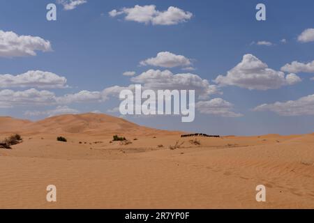 Carovana dromedaria sulla strada nel deserto sotto un cielo leggermente nuvoloso. Foto Stock