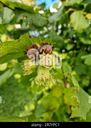 Un macrofo di un grappolo di nocciole appeso ai rami di un nocciola ritorto Foto Stock