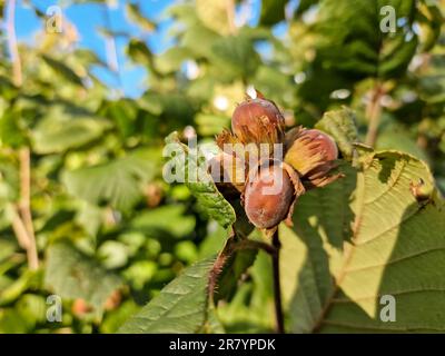 Un macrofo di un grappolo di nocciole appeso ai rami di un nocciola ritorto Foto Stock