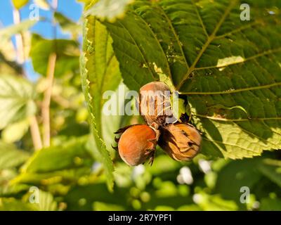 Un macrofo di un grappolo di nocciole appeso ai rami di un nocciola ritorto Foto Stock