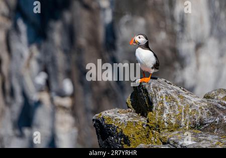 Puffin (Fratercula arctica) sulla scogliera, Isola di maggio, Scozia, Regno Unito Foto Stock