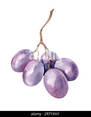 Immagine acquerello di un grappolo di uva nera. Mazzo di uve viola biologiche realistiche e mature. Deliziosa frutta viola dolce succosa illustrazione. Deliciou Foto Stock