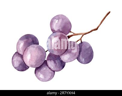 Immagine acquerello di un grappolo di uva nera. Mazzo di uve viola biologiche realistiche e mature. Deliziosa frutta viola dolce succosa illustrazione. Delizioso Foto Stock
