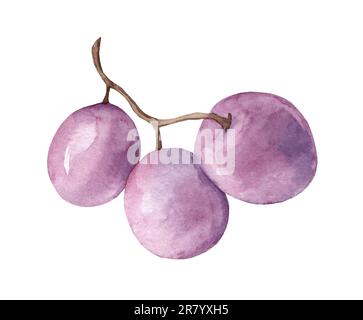 Immagine acquerello di un grappolo di uva nera. Mazzo di uve viola biologiche realistiche e mature. Deliziosa frutta viola dolce succosa illustrazione. Deliciou Foto Stock