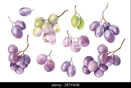 Immagine acquerello di un grappolo di uva nera. Mazzo di uve viola biologiche realistiche e mature. Deliziosa frutta viola dolce succosa illustrazione. Delizioso Foto Stock