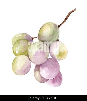 Immagine acquerello di un grappolo di uva verde. Mazzo di uve verde rosa organico maturo e realistico. Deliziosa frutta verde dolce succosa illustrazione. Delici Foto Stock