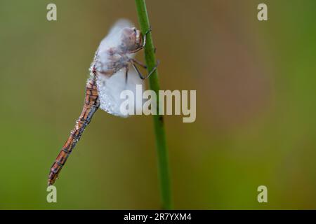 Un'immagine ravvicinata di una libellula marrone appollaiata in cima a un fusto di erba verde su un fusto frondoso Foto Stock