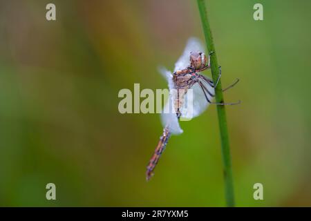 Un'immagine ravvicinata di una libellula marrone appollaiata in cima a un fusto di erba verde su un fusto frondoso Foto Stock