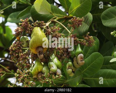 anacardio occidentale, frutta e fiori, Cambogia Foto Stock