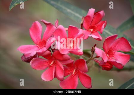 Rosa rubino fiori di Oleandro (Nerium oleander) in fiore : (pix Sanjiv Shukla) Foto Stock