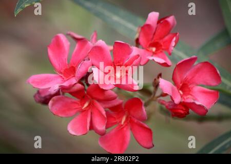 Rosa rubino fiori di Oleandro (Nerium oleander) in fiore : (pix Sanjiv Shukla) Foto Stock