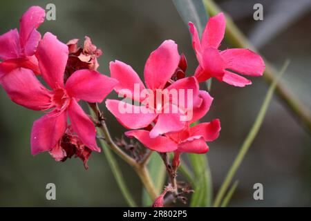 Rosa rubino fiori di Oleandro (Nerium oleander) in fiore : (pix Sanjiv Shukla) Foto Stock