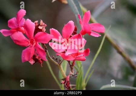 Rosa rubino fiori di Oleandro (Nerium oleander) in fiore : (pix Sanjiv Shukla) Foto Stock