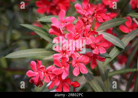 Rosa rubino fiori di Oleandro (Nerium oleander) in fiore : (pix Sanjiv Shukla) Foto Stock