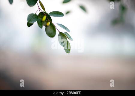 Frutta verde jujube su un albero su uno sfondo sfocato. Foto Stock