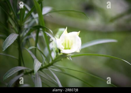 Fiori di Oleandro bianco (Cascabela Thevetia) tra foglie verdi : (pix Sanjiv Shukla) Foto Stock